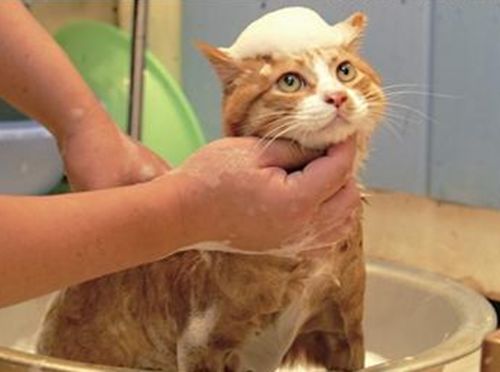 猫多会儿可以洗澡