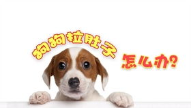 小狗拉稀了该怎么办