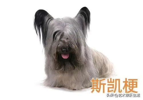 美式狗品种