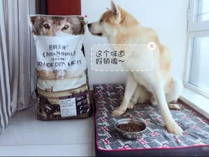 换狗粮需要几天