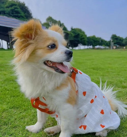 好养的狗狗有哪些品种小型犬