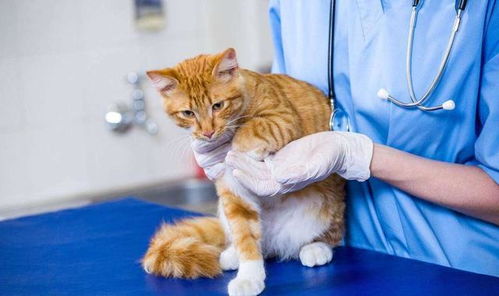 猫要几个月才可以打疫苗