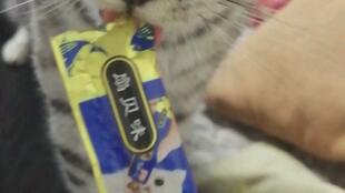 猫可以吃哪些零食-