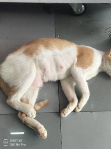 猫怀孕多久后会有变化