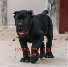 卡斯罗犬体重多少