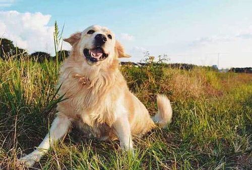 金毛犬优缺点分析