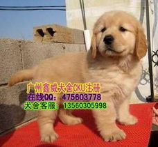 如何销售宠物狗