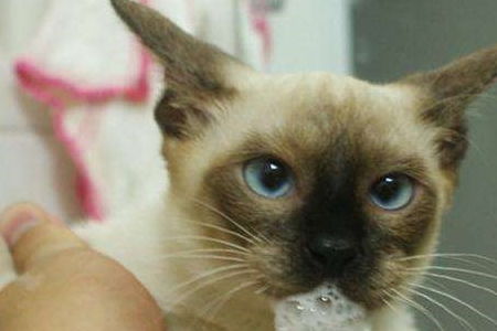 猫咪吃多了吐白沫