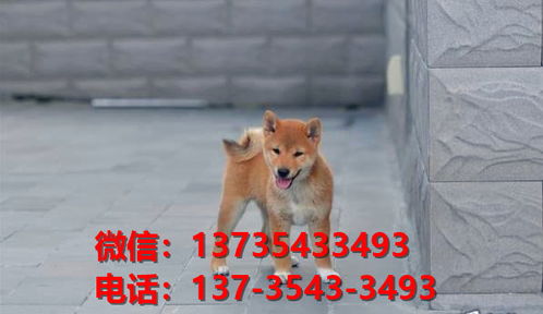 福州哪里有犬舍,哪里有狗市