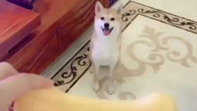 猫粮碗用什么最好