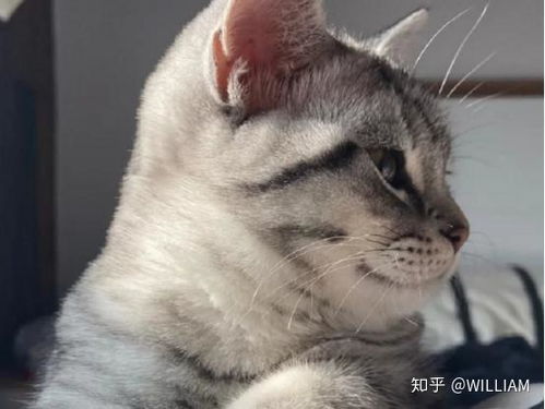 新手猫咪推荐