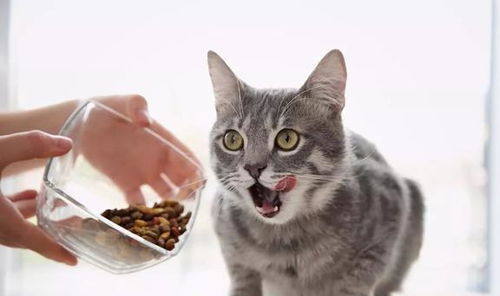 肠胃比较好的猫咪