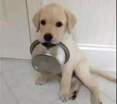 怎么确定狗狗的食量