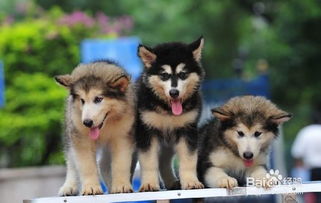 阿拉斯加犬胆小怎么办