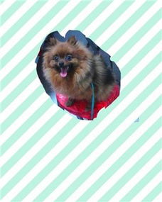 博美犬多久生育