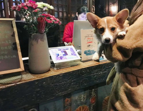 什么酒店能带狗入住