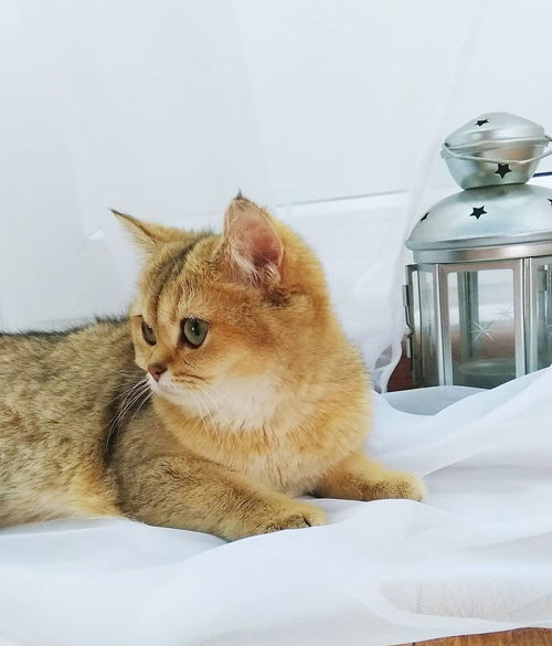猫咪多大体检合适