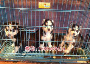 临汾哪里有狗场