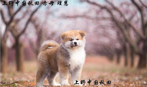 秋田犬多久成年