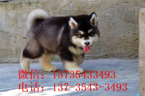 阿拉斯加犬狗