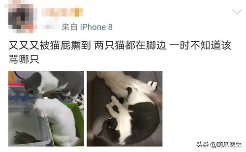猫故意朝我放屁