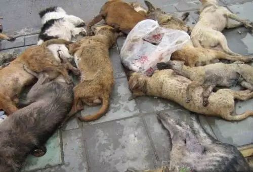 狗狗得狂犬病几天死亡