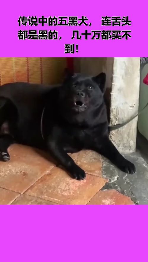 什么品种的狗是黑舌头