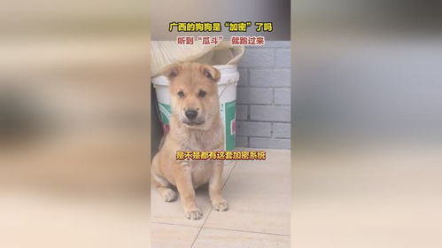 广西土狗叫什么名字