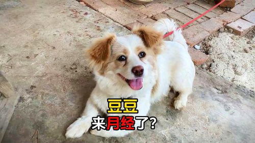 狗例假多久一次