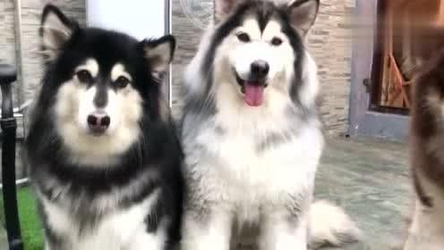 阿拉斯加太调皮不听话怎么办