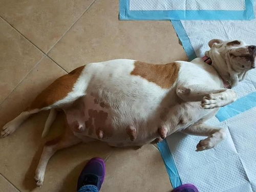 狗狗 打胎