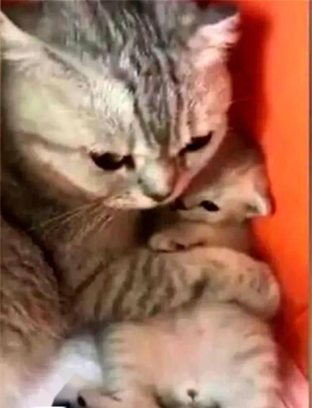 小猫咪多长时间会走