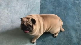 巴哥犬吃什么食物最好