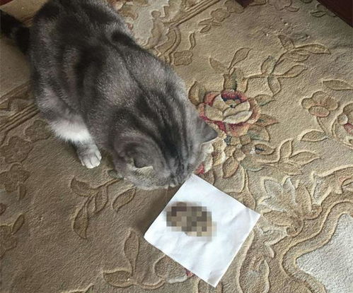猫咪老是呕吐猫粮什么原因