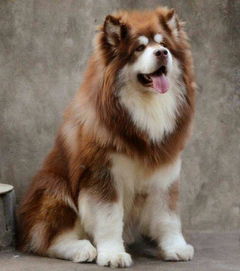 阿拉斯加犬怎么剪毛