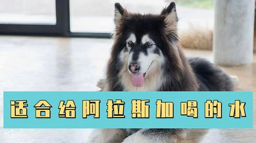 阿拉斯加可以喝水吗