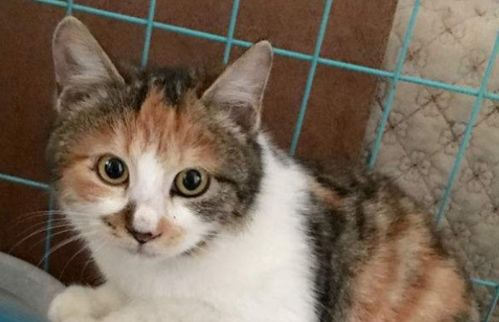 猫的国产疫苗好吗