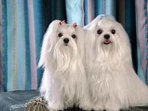 马尔济斯犬幼犬多少钱一只