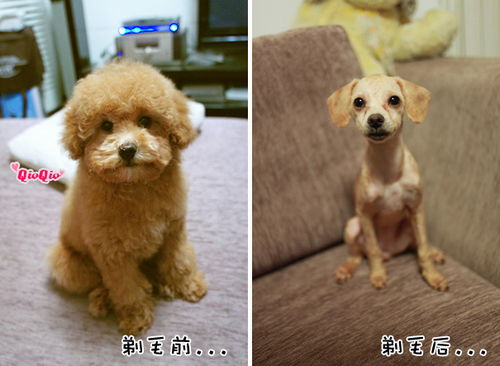 贵宾犬 剃毛要多久才能长得出来