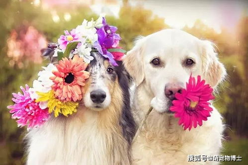 狗狗记忆力多长时间