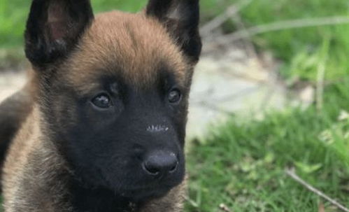 马犬各个时期体重表