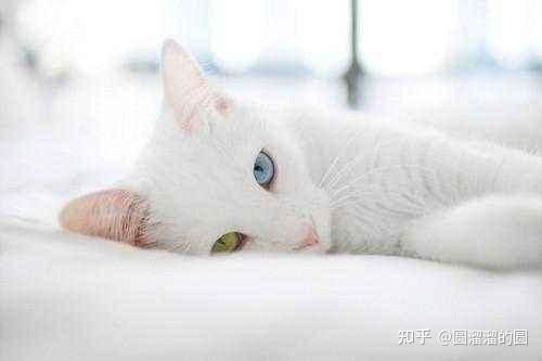 猫绝育后多久排尿