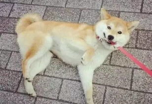柴犬能不牵绳吗