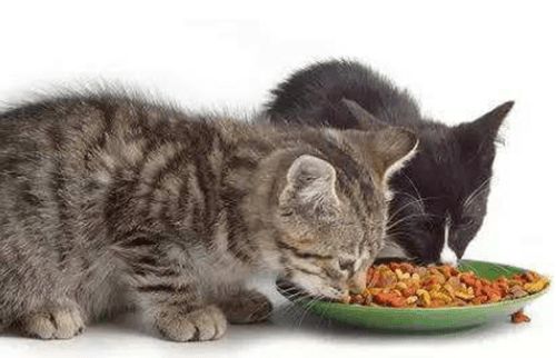 经常给猫吃猫粮好吗
