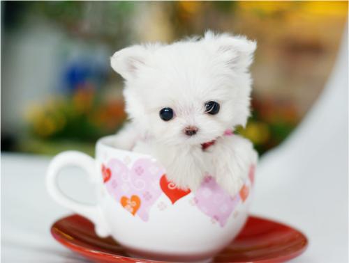茶杯犬几个月定型