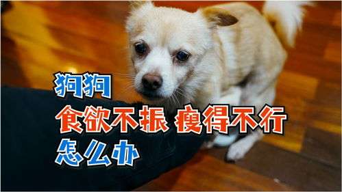狗狗食欲变差怎么治