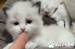 布偶猫不能配种吗