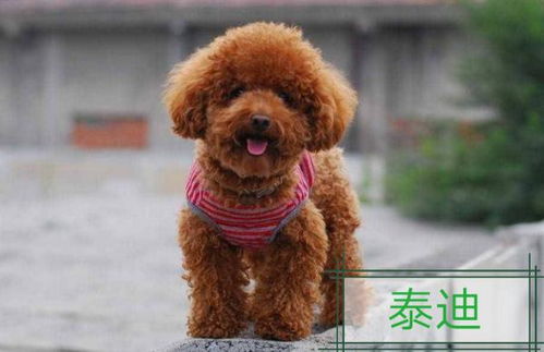 幼狗关笼子 多久放风