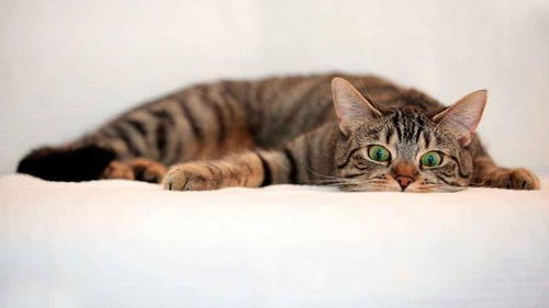 猫咪刚到家应该注意什么