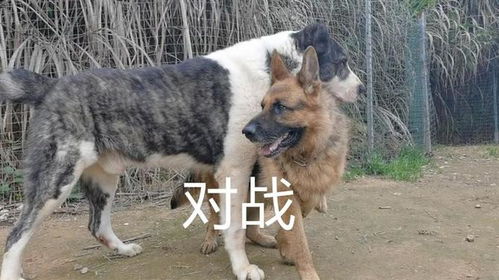 中亚牧羊犬多少斤